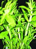 6 bài thuốc từ cây rau ngổ